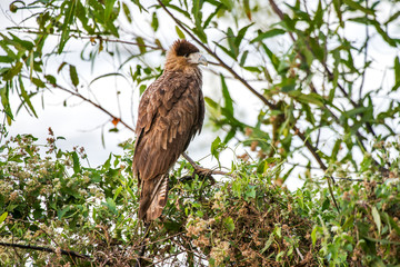 Southern Crested Caracara photographed in Corumba, Mato Grosso do Sul. Pantanal Biome. Picture made in 2017.