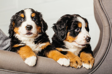 puppy bernese mountain dogs
