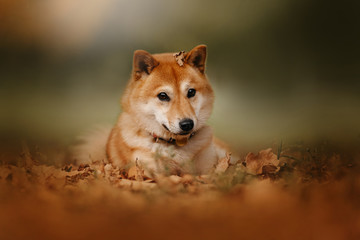 Naklejka na ściany i meble shiba inu dog lying down in fallen autumn leaves