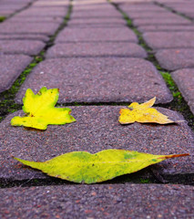 Autumn leaf on the road in the form of lips