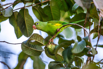 Yellow chevroned Parakeet photographed in Corumba, Mato Grosso do Sul. Pantanal Biome. Picture made in 2017.