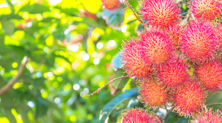 Tropical fruit, Rambutan on tree