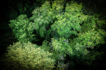 Fototapeta na wymiar Trees view from above