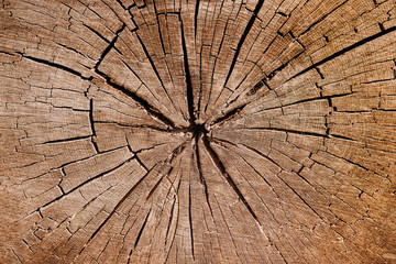 Holzmuster Holz Fasern Struktur