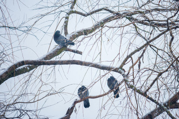 Three pigeons are sitting on the branches of a tree.