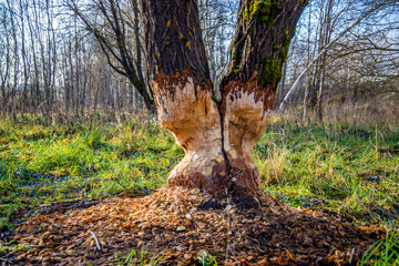 A tree gnawed by a beaver