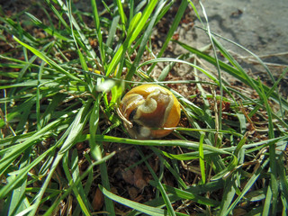 The snail hid from fright in its yellow shell