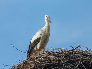Bottom view of a white stork in a nest on a pillar.