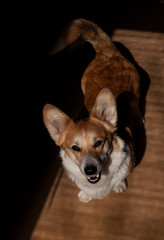Pembroke Welsh Corgi, Welsh Corgi portret. Lifestyle Purebreed Welsh corgi play in home
