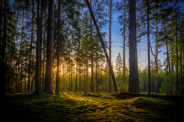 Forest landscape, sunset and silence