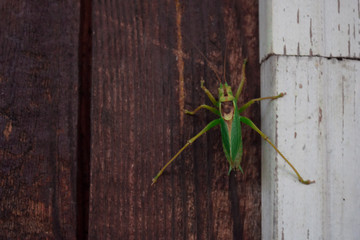 large insect sits on the wall of a wooden house.