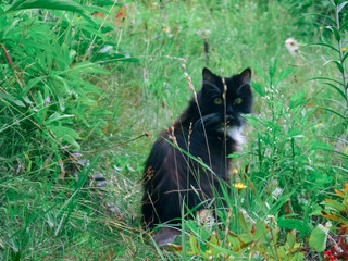 A curious black cat sits with its back
