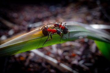 Ants on the grass macro closeup
