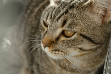 happy young cat basking in the soft sunshine