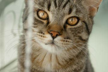 happy young cat basking in the soft sunshine