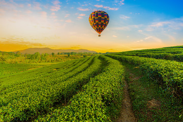 Color hot air balloon over tea plantation farm with blue sky background,
