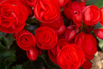 Flower buds of a begonia with water drops close up macro background