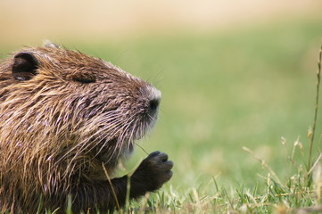 Nutria