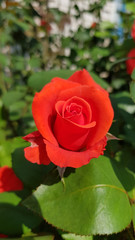Red rose in garden. Gorgeous red rose flower and fresh green leaf closeup on green blur background. Luxuriant petals of red flower on rose bush in floral garden. Romantic symbol flower.