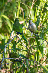Obraz premium Monk Parakeet photographed in Corumba, Mato Grosso do Sul. Pantanal Biome. Picture made in 2017.