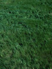natural green texture background flowers