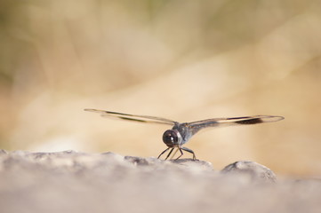 Libelle