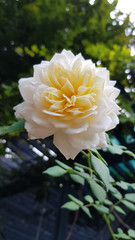 Yellow rose in the garden. Creamy white luxuriant petals of beautiful white rose flower closeup with blurry green foliage on background. Blooming bush of pink white roses on flowerbed. Gorgeous flower