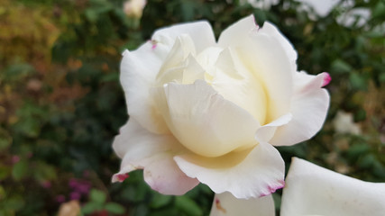Luxuriant petals of beautiful white rose flower closeup. Blooming bush of pink white roses on flowerbed. Gorgeous wedding flowers.