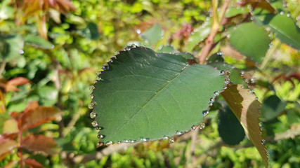 Green leaf. Tiny droplets on jagged edge of wet leaf of fresh rose bushes in bright sunlight. Closeup of rose leaf surface and shiny water drops look like precious pearls.