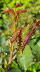 Fototapeta premium Fresh red young branches and wet leaves of fresh green rose bushes in bright sunlight. Closeup of rose leaf surface and shiny dew drops look like sparkling pearls.
