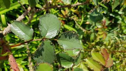 Leaves in water. Beauty of nature after rain. Wet leaves of fresh green rose bushes in bright sunlight. Closeup of rose leaf surface and shiny water drops look like tiny pearls.