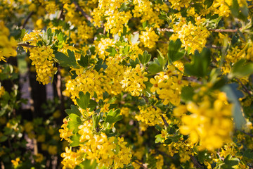 Close up of yellow gooseberry (jostaberry) flowers on branches in a spring garden. Hybrid Ribes nigrum and gooseberry, flowers of Ribes nidigrolaria close up.