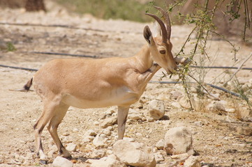 Numbischer Steinbock 2