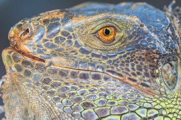 Fototapeta premium Portrait of macro shot on iguana head