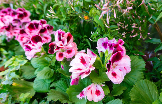 Bright picture of a geranium angel plant on a background of green plants. Bicolor white-pink angel pelargonium in a beautiful flower garden. Pelargonium flowers in perspective.