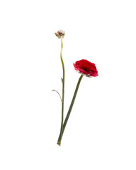 Red Ranunculus isolated on white background