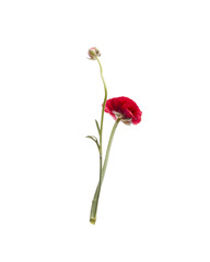 Red Ranunculus isolated on white background