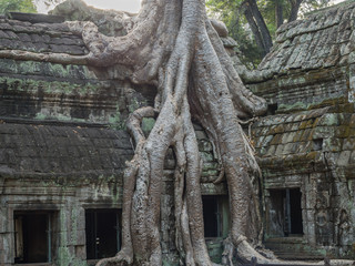Ta Prohm temple, Angkor complex, Siem Reap Cambodia - old tree growing on a temple, cloudy sky in a background