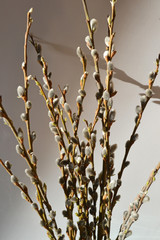 Naklejka premium willow branches blossomed on a pink background