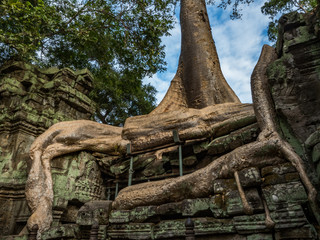 Angkor, Angkor Wat, Ta Prohm temple, Siem Reap Cambodia -  old tree growing on a temple
