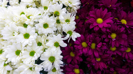 Bright floral contrasting background of maroon and white chrysanthemums. Dualism of opposite colors.