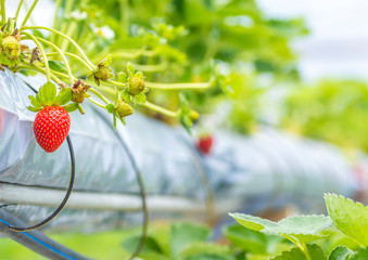 Strawberry at hydroponic farm