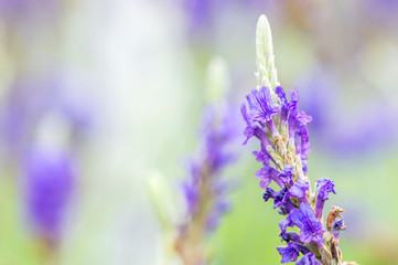 Obraz premium Lavender flower macro with bokeh background