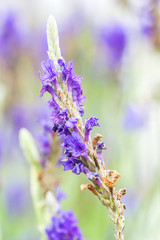 Lavender flower macro with bokeh background