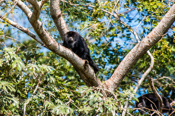 Black howler monkey photographed in Corumba, Mato Grosso do Sul. Pantanal Biome. Picture made in 2017.