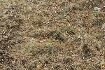 Cigarette butts lie on the dry grass. Environmental pollution and fire hazard concept.