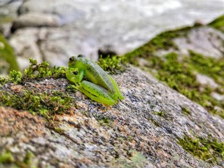 frog on leaf