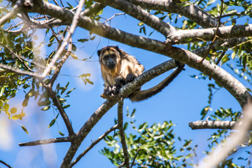 Black and gold Howler Monkey photographed in Corumba, Mato Grosso do Sul. Pantanal Biome. Picture made in 2017.