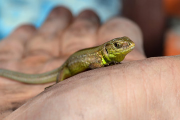 green lizard on a blurred hand