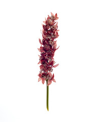 Red mini cymbidium isolated on white background
